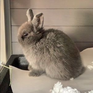 Meet your Posher, Shamel